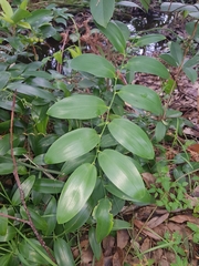 Geitonoplesium cymosum