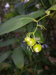 Geitonoplesium cymosum