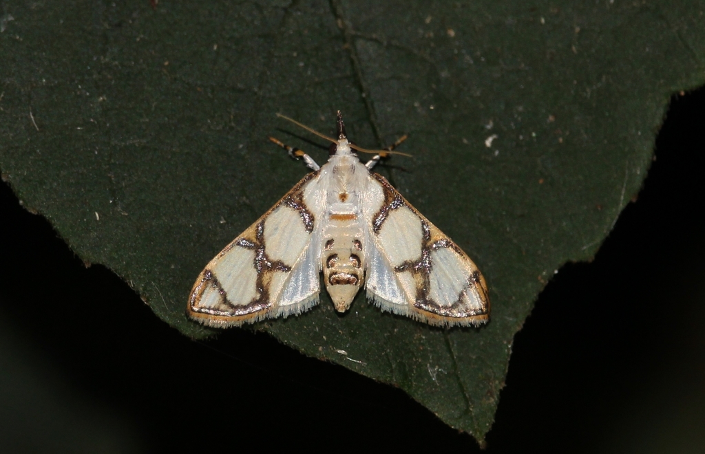 Cirrhochrista bracteolalis
