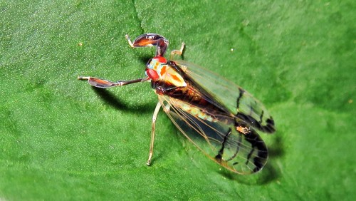 Hesteric Insect Subfamily Hesticinae · iNaturalist