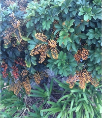 Pyracantha coccinea