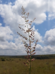 Eragrostis gummiflua