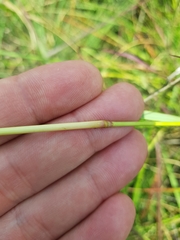 Eragrostis gummiflua