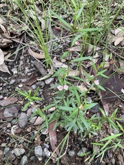 Cyanothamnus polygalifolius