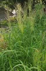 Leptochloa