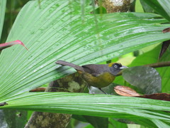 Mitrospingus cassinii