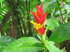 Sanchezia cyathibractea