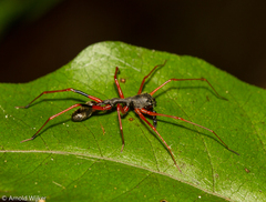 Myrmecium rufum