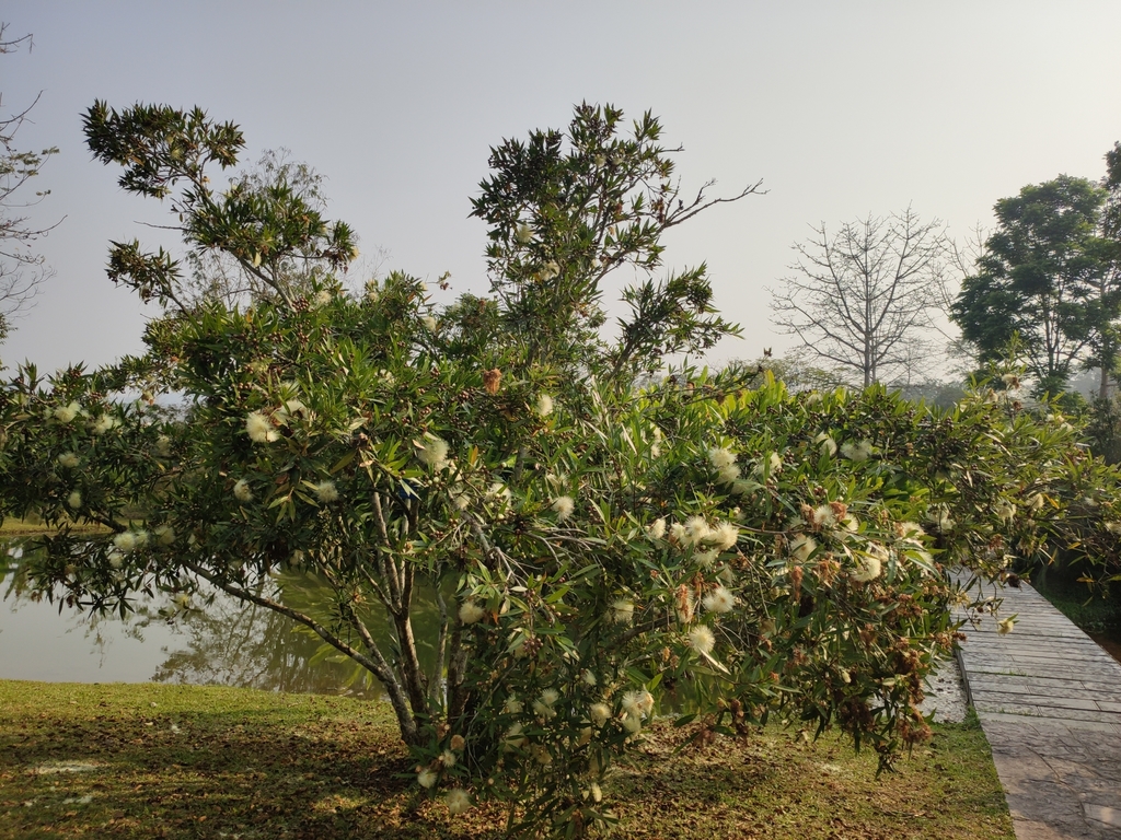 Syzygium polypetaloideum (Syzygium polypetaloideum)