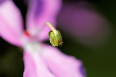 Stylidium pilosum