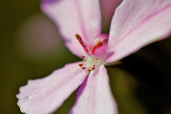 Stylidium pilosum