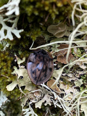 Emcephalus submaculatus