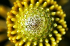 Isopogon trilobus