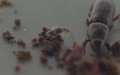 Entomobrya albocincta