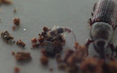 Entomobrya albocincta