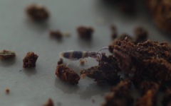 Entomobrya albocincta