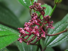 Miconia ciliata