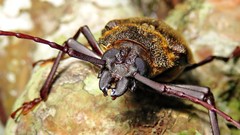 Mecosarthron buphagus