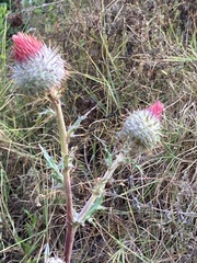 Cirsium