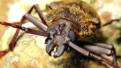 Mecosarthron buphagus