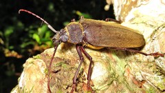 Mecosarthron buphagus