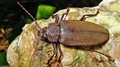 Mecosarthron buphagus