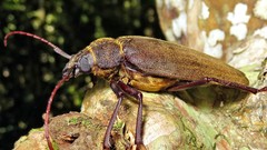 Mecosarthron buphagus