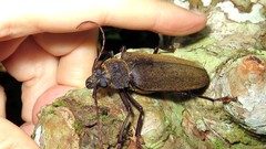 Mecosarthron buphagus