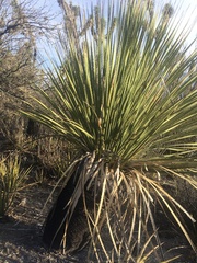 Dasylirion acrotrichum
