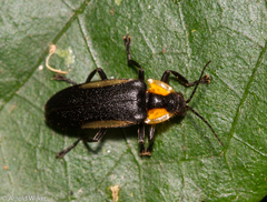 Photurinae