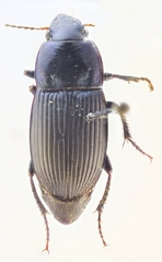 Harpalus dimidiatus
