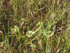 Amplorhinus multimaculatus