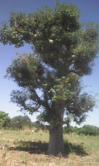 Adansonia digitata image