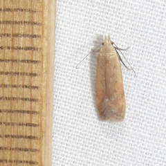 Anacampsis fullonella