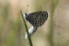 Euphilotes ancilla