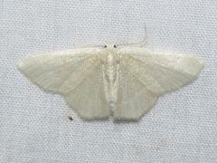 Chlorochlamys