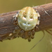 Angulate and Roundshouldered Orbweavers - Photo (c) Kostas Zontanos, some rights reserved (CC BY-NC)