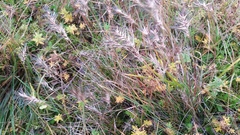 Festuca vivipara