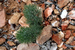 Eriospermum paradoxum