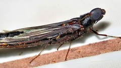 Atractocerus