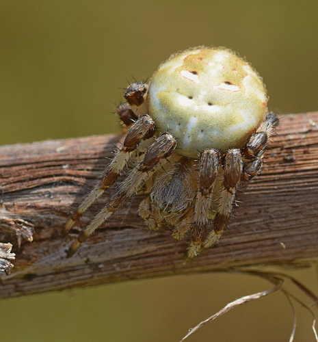 Four-spot Orbweaver