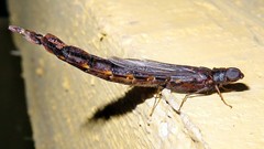Atractocerus
