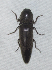Orthostethus infuscatus