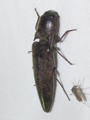 Orthostethus infuscatus