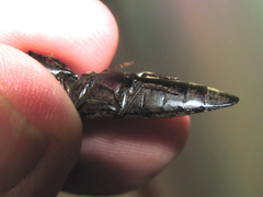 Orthostethus infuscatus