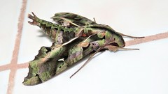 Hemeroplanes ornatus