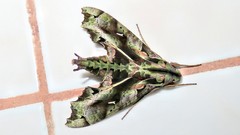 Hemeroplanes ornatus