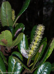 Weinmannia bojeriana