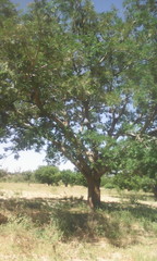 Parkia biglobosa