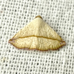 Eublemma perversicolor